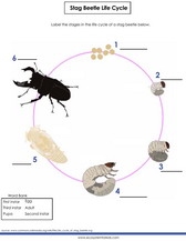 Life cycle of the stag beetle diagram worksheet pdf